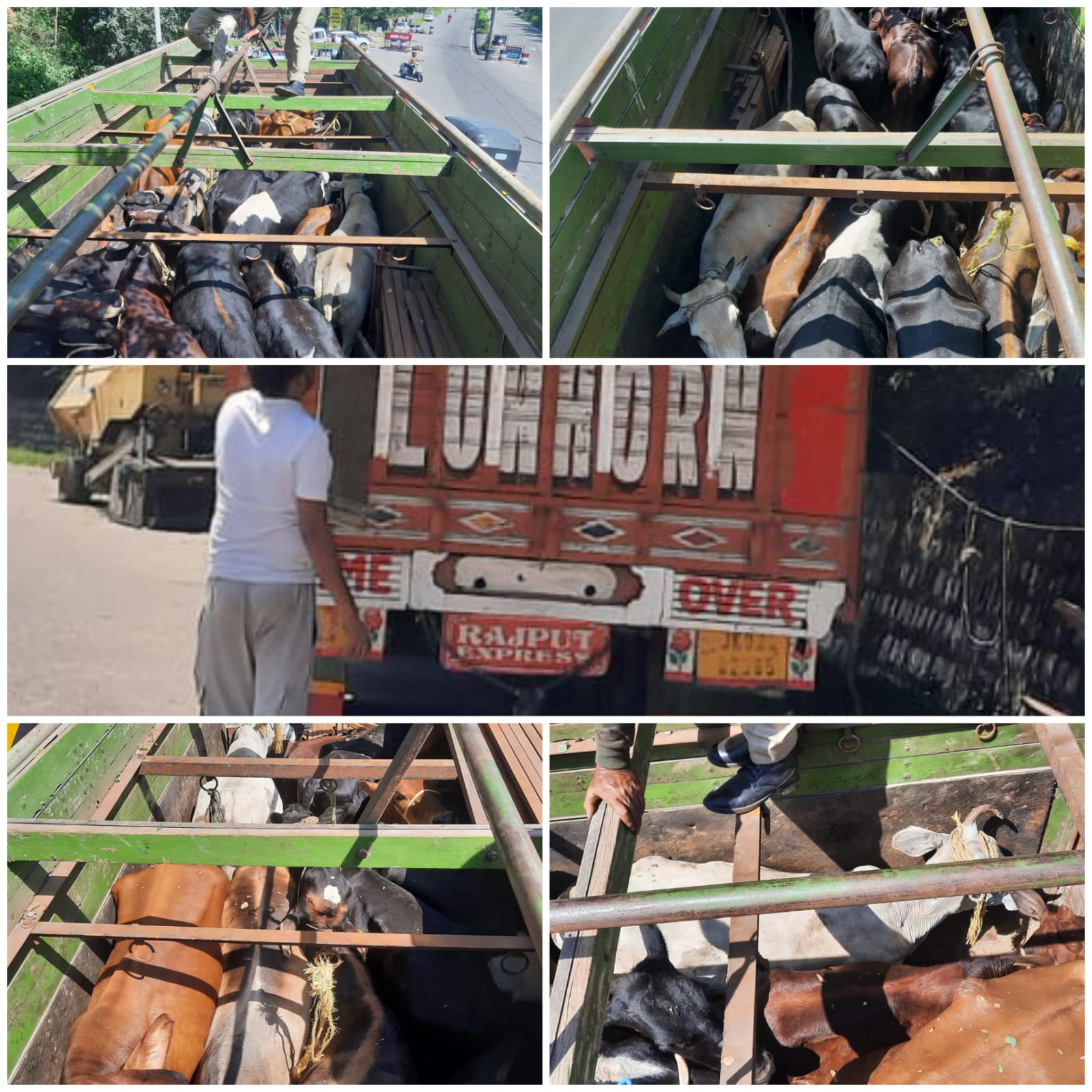 '22 bovines loaded truck seized by Bagh-e-Bahu SHO Sikander Singh Chauhan'